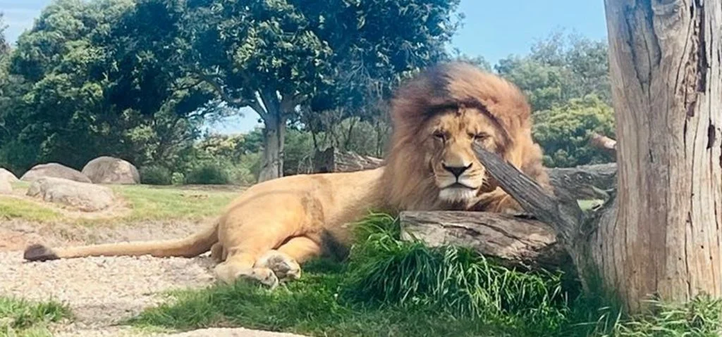 Lion_Werribee_Zoo