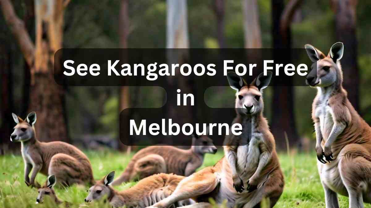 See Kangaroos Free Melbourne